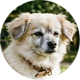 ミックス犬