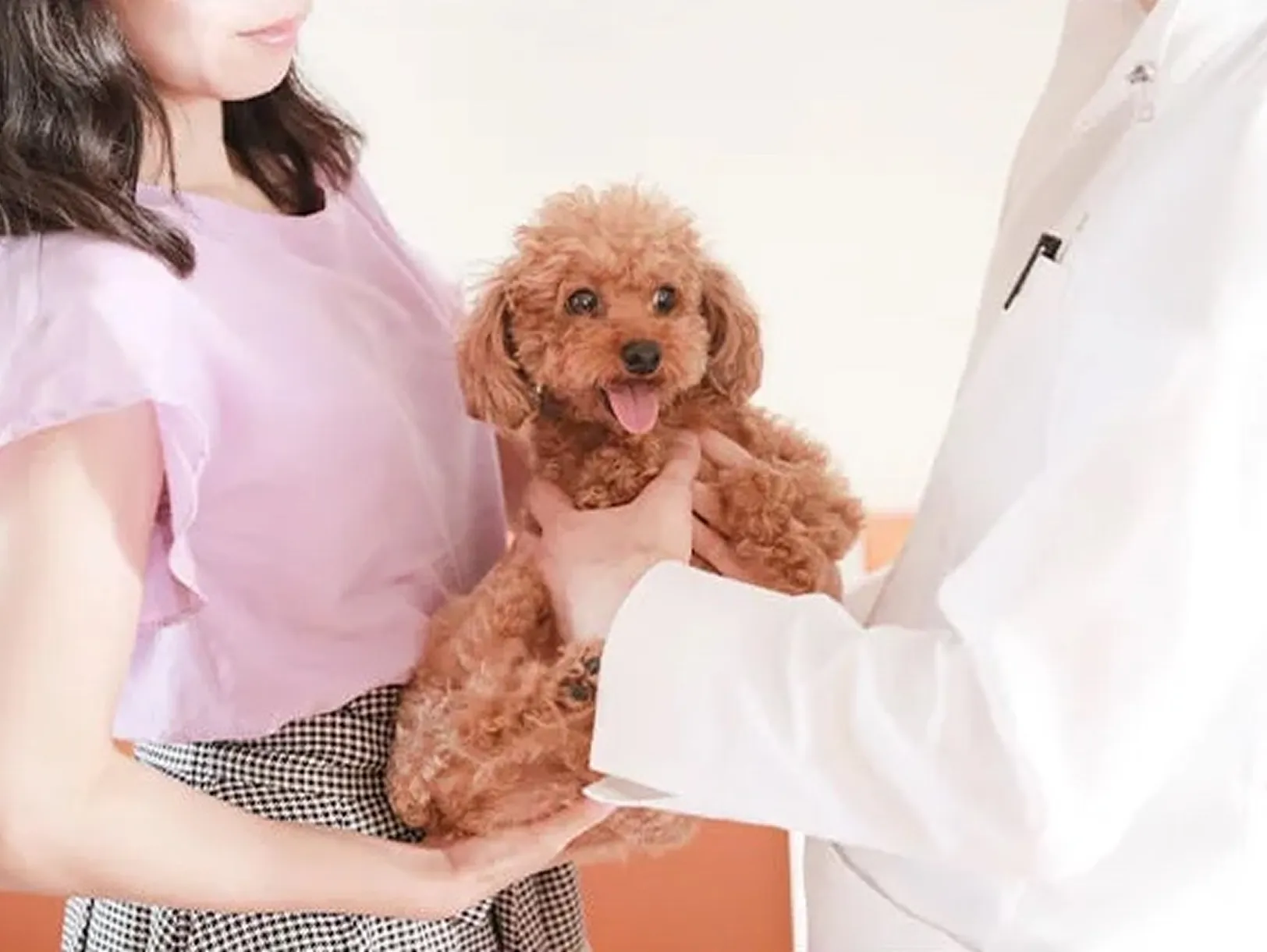 犬を診てもらっている様子