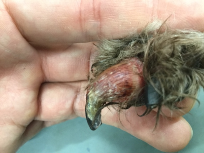 趾端の腫瘍の症例報告 腫瘍科 上池台動物病院 大田区 西馬込駅 犬 猫 腫瘍科 がん治療