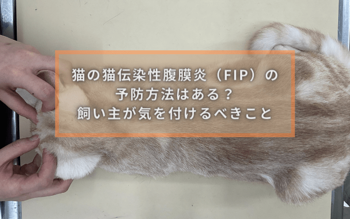 猫の猫伝染性腹膜炎（FIP）の予防方法はある？