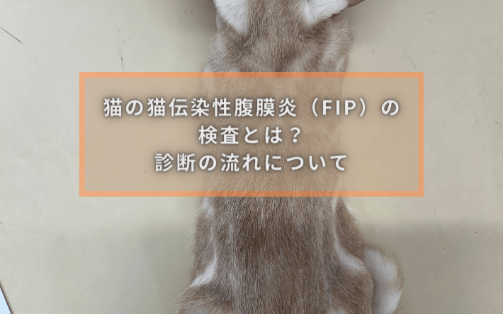 猫の猫伝染性腹膜炎（FIP）の検査とは？診断の流れについて