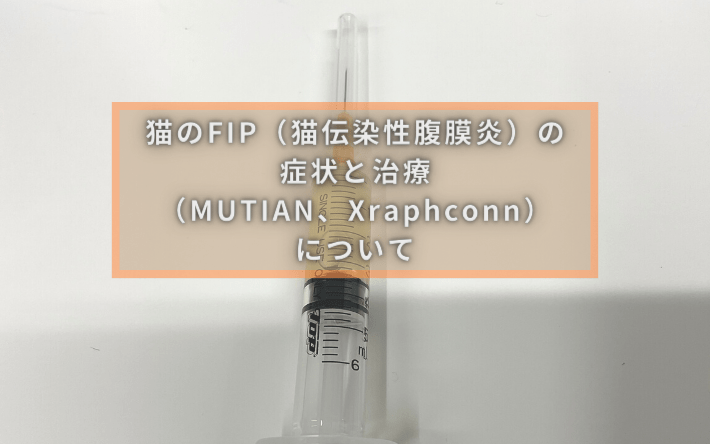 猫のFIP（猫伝染性腹膜炎）の症状と治療（MUTIAN、Xraphconn）について