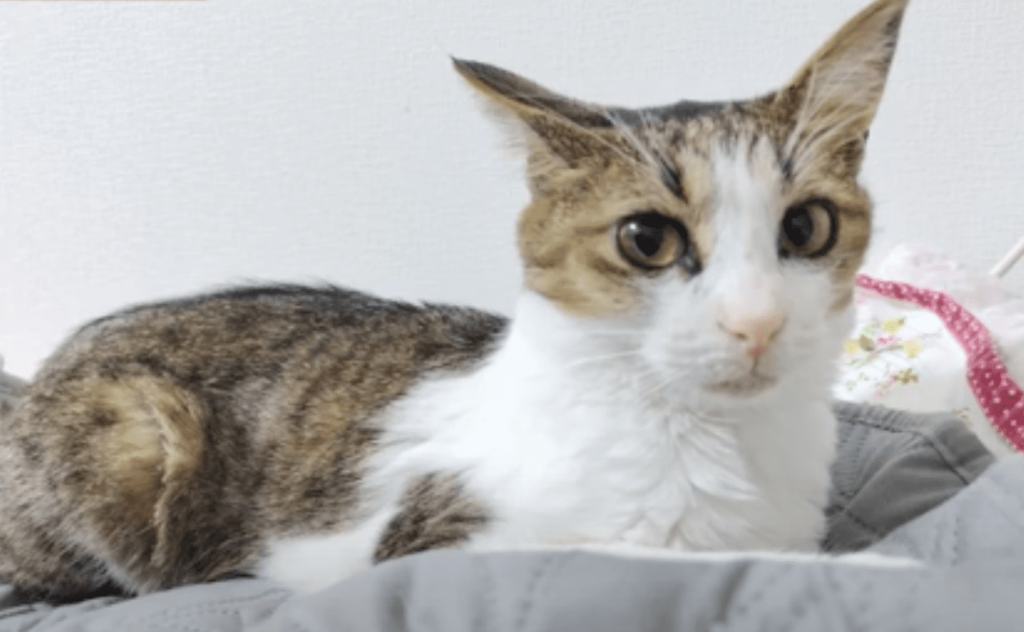 FIPで痩せ細った猫