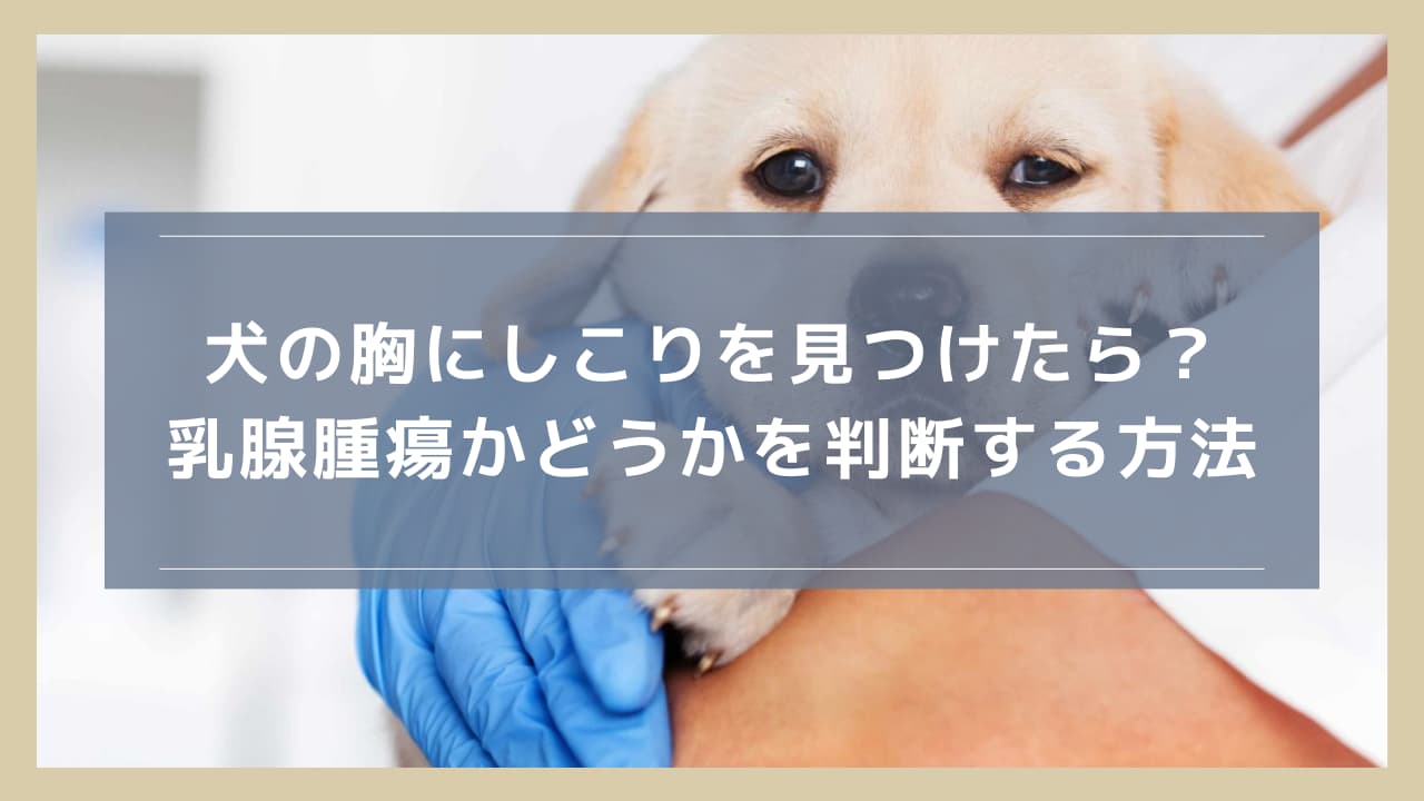 犬の胸にしこりを見つけたら？乳腺腫瘍かどうかを判断する方法