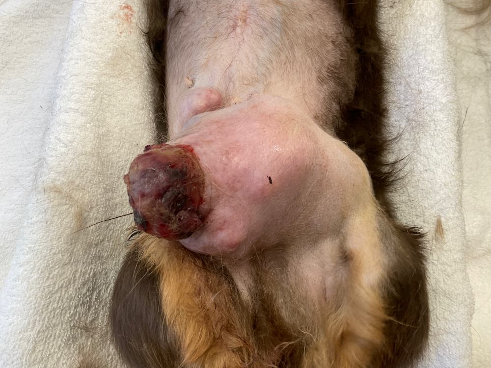 犬の乳腺腫瘍の症例写真