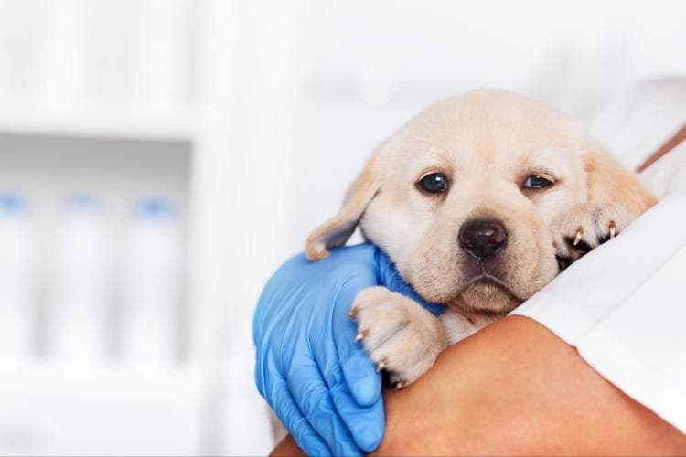 犬の乳腺腫瘍が良性か悪性かを調べる方法