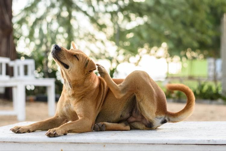 犬の乳腺腫瘍は予防できる？