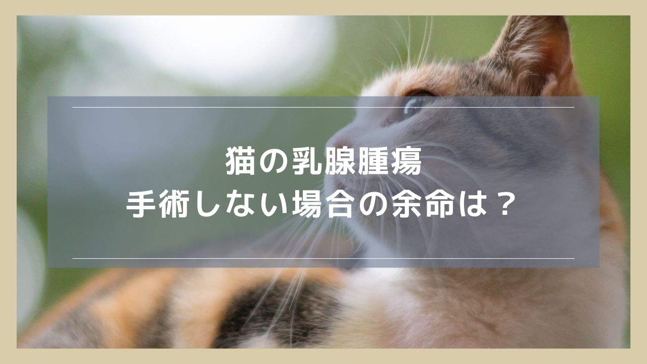 猫の乳腺腫瘍を手術しない場合の余命は？自然治癒の可能性についても解説