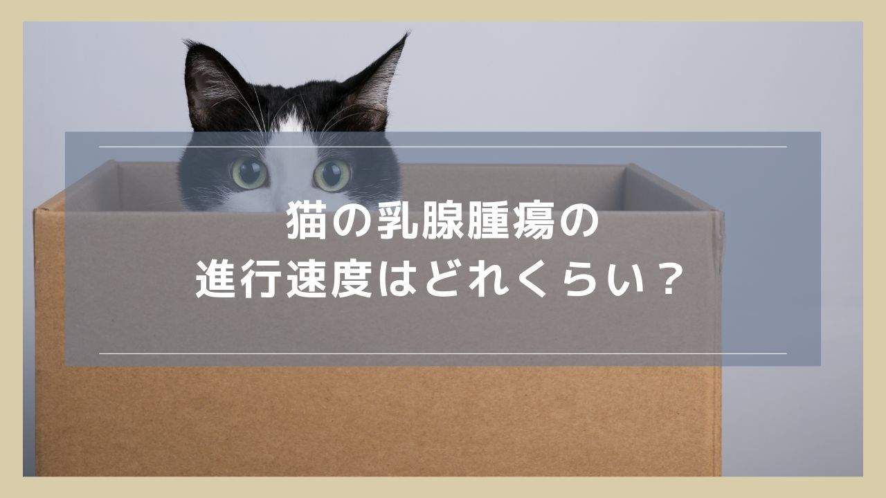 猫の乳腺腫瘍の進行速度はどれくらい？ステージ分類や急に早くなるケースについて