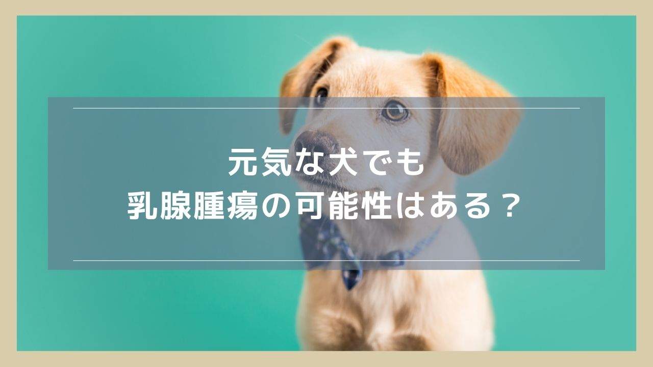 元気な犬でも乳腺腫瘍の可能性はある？そのまま過ごすリスクや手術の必要性