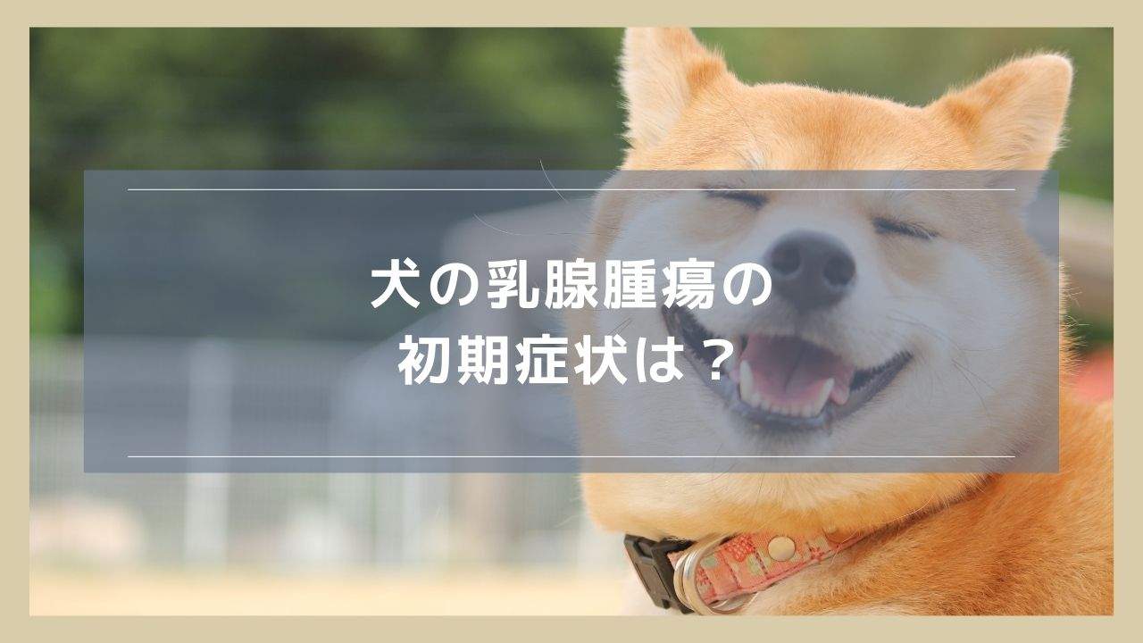 犬の乳腺腫瘍の初期症状は？早期に発見すれば完治を目指せる？