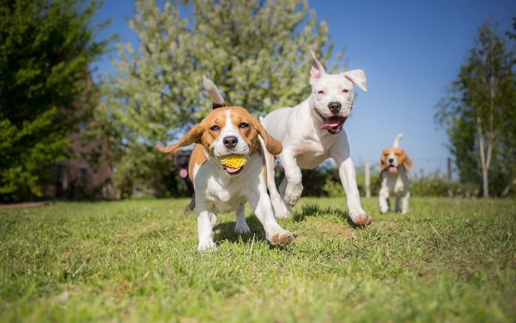 芝生の上を走る3匹の犬