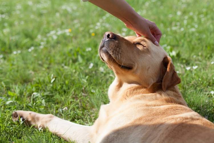 頭を撫でられている犬