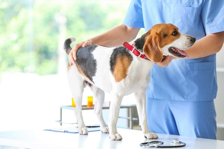 犬に対するL-アスパラギナーゼの投与方法