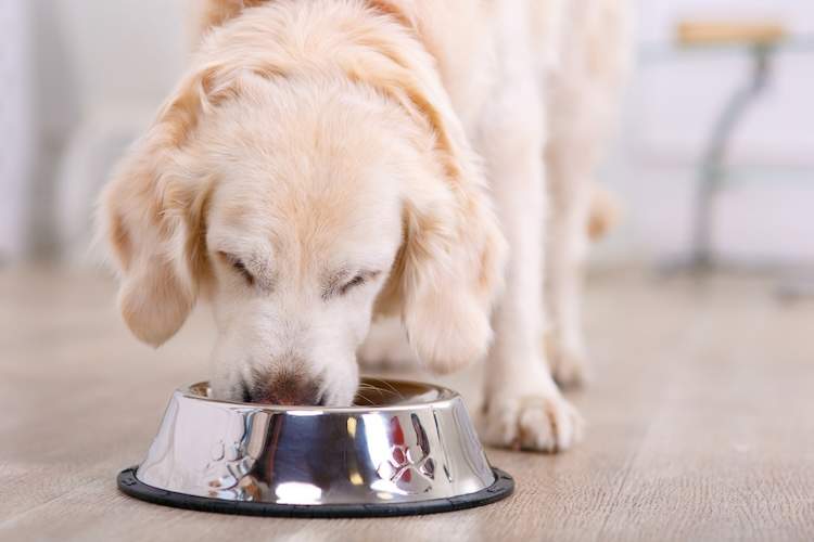 餌を食べる犬