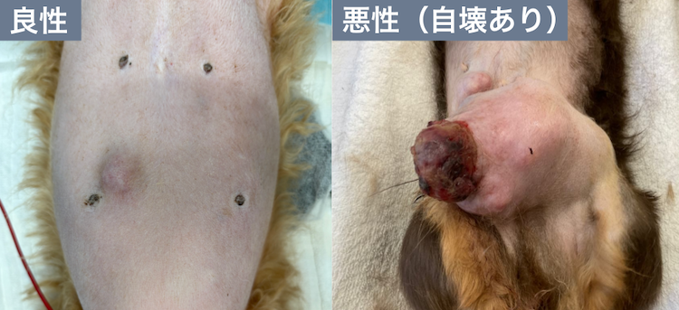 犬の乳腺腫瘍 良性と悪性の比較