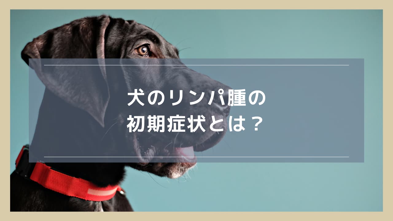 犬のリンパ腫の初期症状とは？着目すべきポイントや放置する危険性について解説