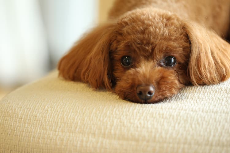 犬のリンパ腫の初期症状