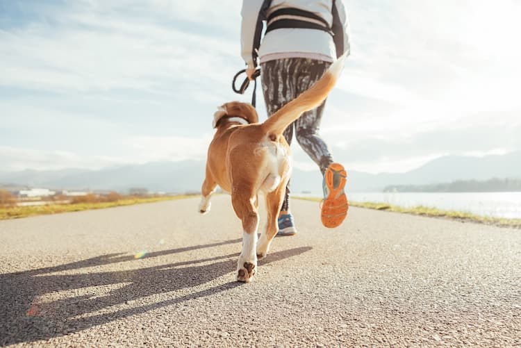 犬のリンパ腫は初期症状がみられる段階で病院に連れていくことが大切