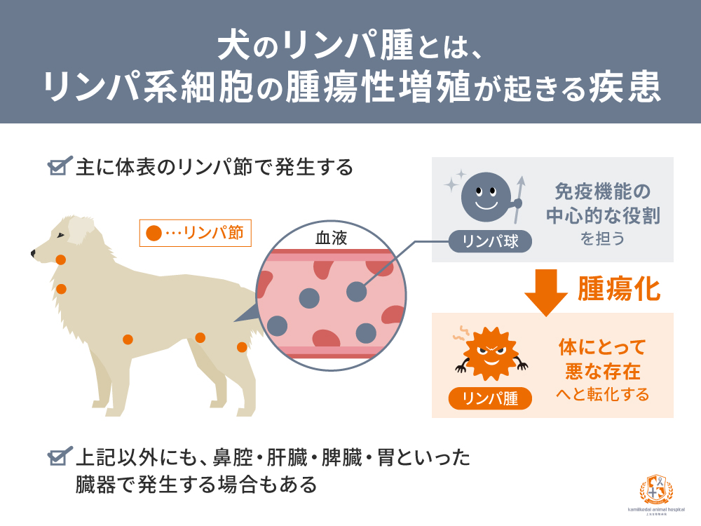 犬のリンパ腫とは