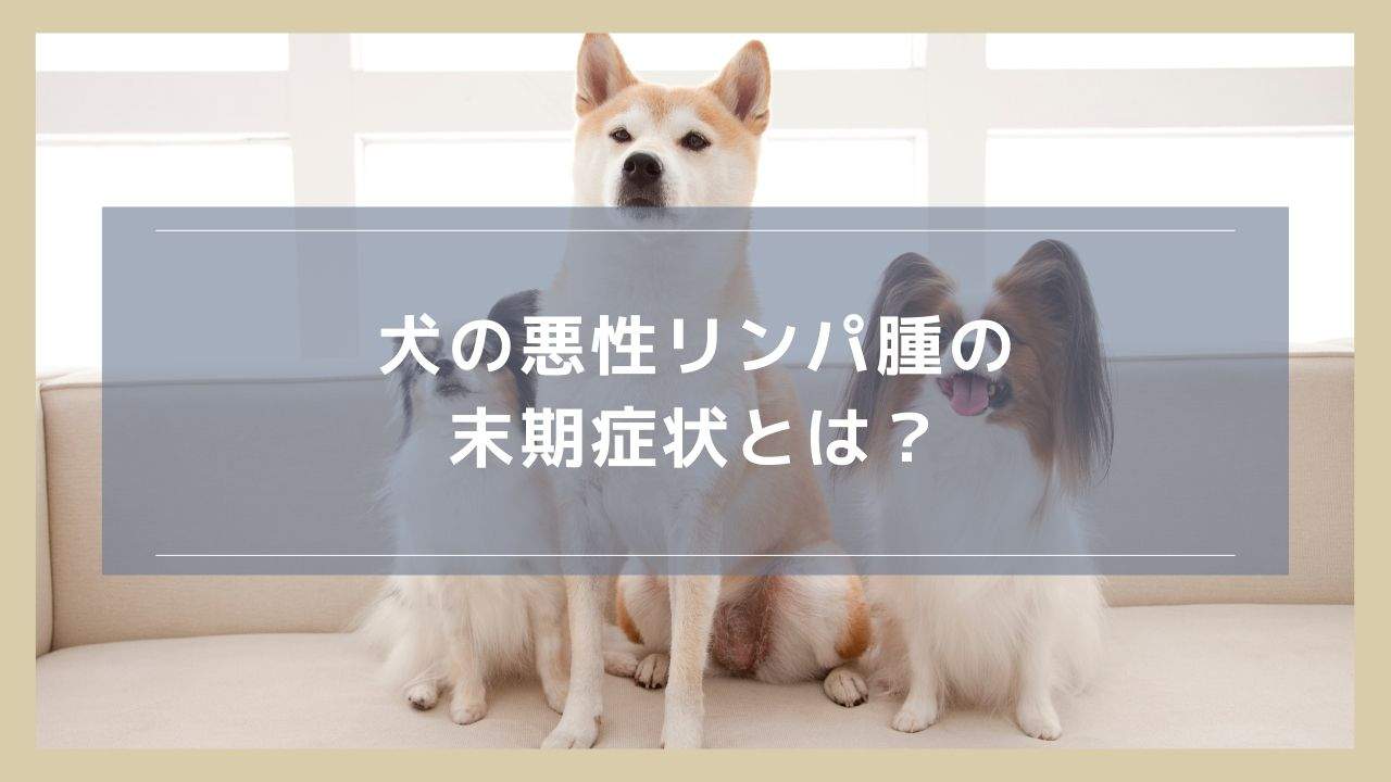 犬の悪性リンパ腫の末期症状とは？取るべき対処や予後について解説