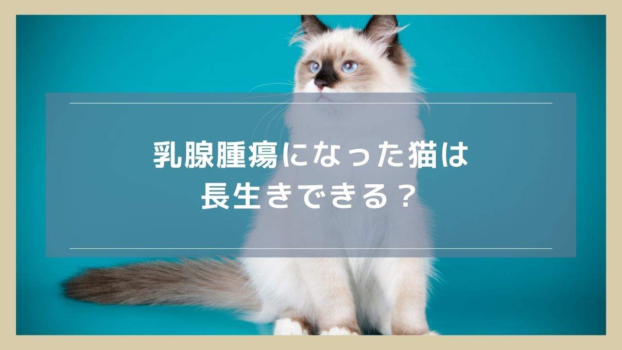 乳腺腫瘍になった猫は長生きできる？残された寿命や延命方法について