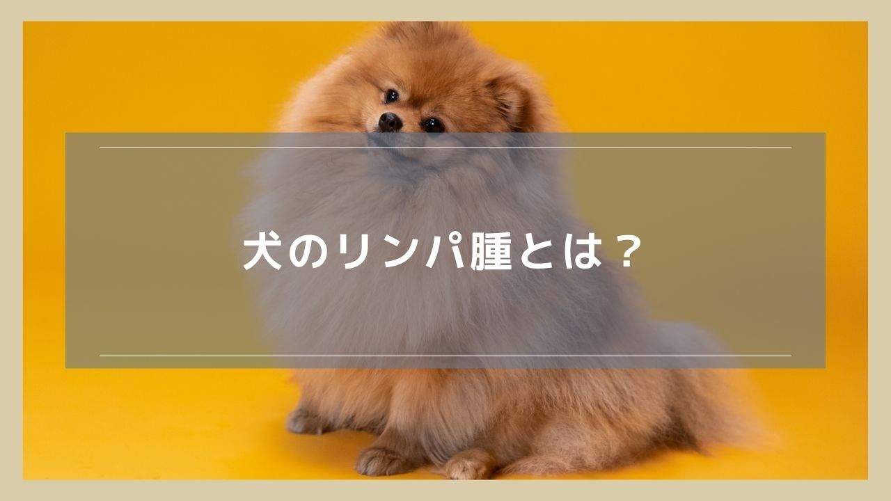 犬のリンパ腫とは？症状や原因、治療について解説