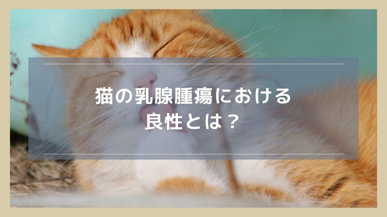 猫の乳腺腫瘍における良性とは？確率や正しい措置について解説