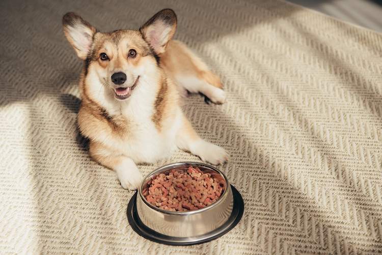 リンパ腫になった犬が長生きするケースはある？