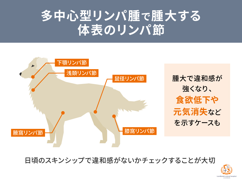 多中心型で肥大する体表のリンパ節