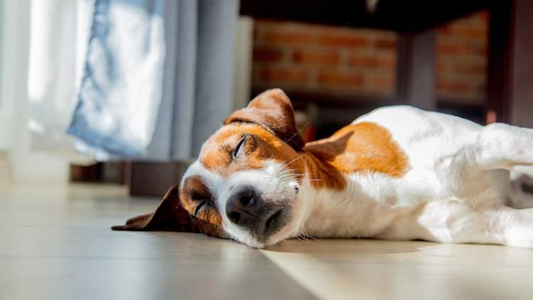 犬の疾患が消化器型リンパ腫じゃなかったケース