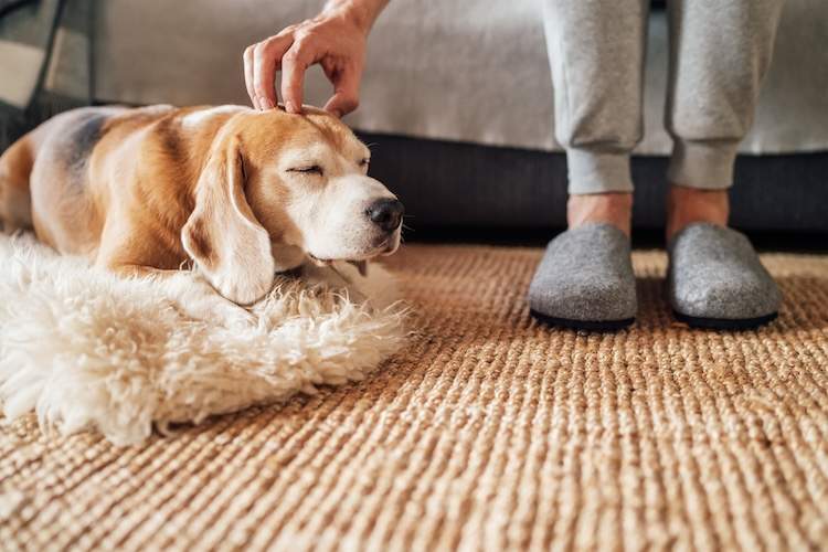 リンパ腫を「治った」とするのは難しいが、愛犬のためにできることはある