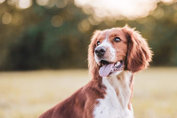 犬の多中心型リンパ腫とは？