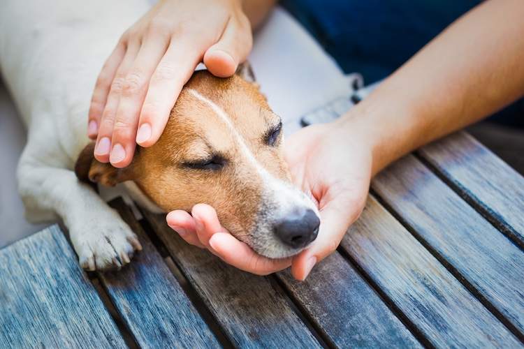 犬の多中心型リンパ腫を未然に防ぐには