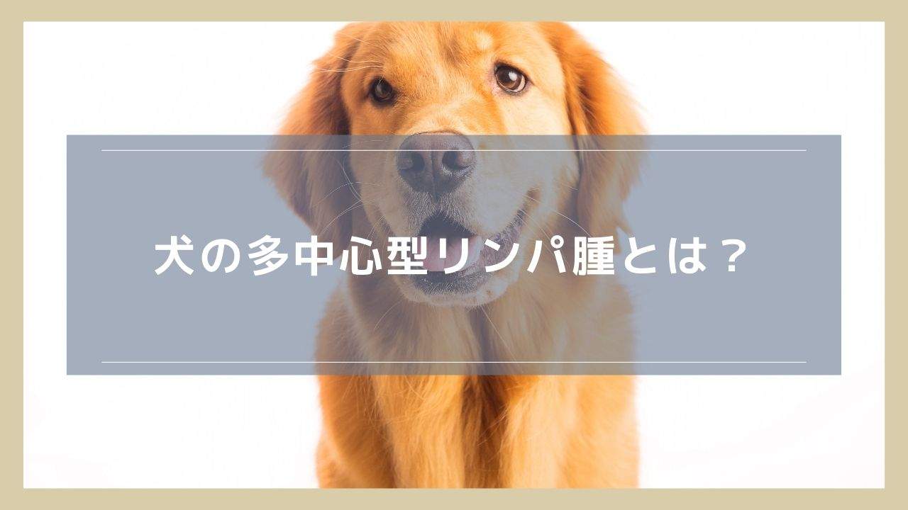 犬の多中心型リンパ腫とは？原因や治療についても解説