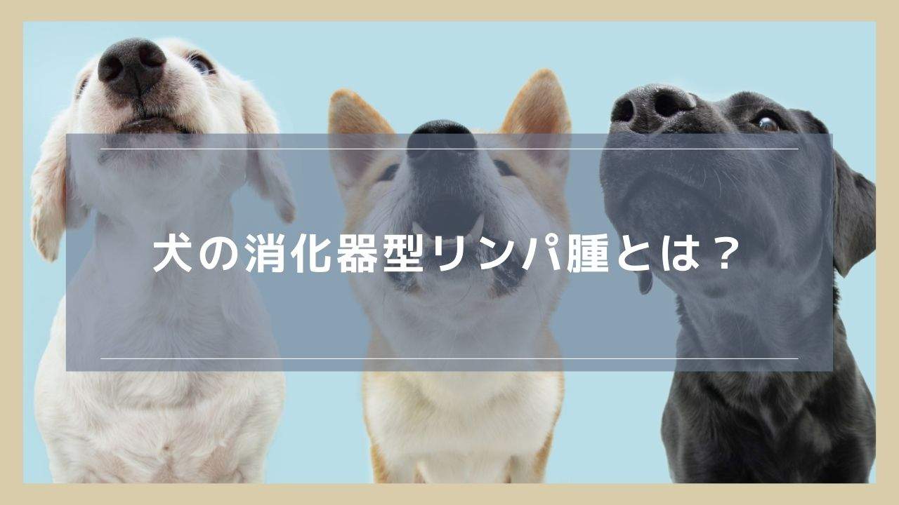 犬の消化器型リンパ腫とは？原因や治療、余命について解説