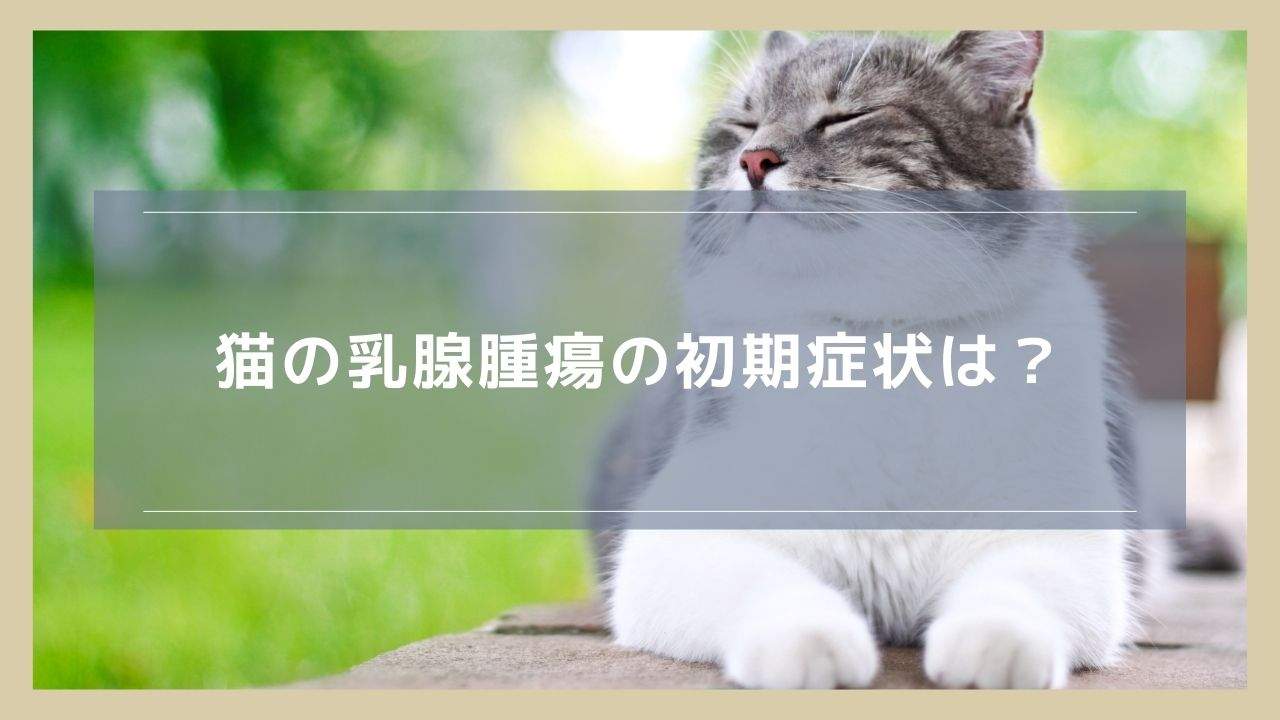 猫の乳腺腫瘍の初期症状は？病院に連れていくかどうかの判断基準も紹介