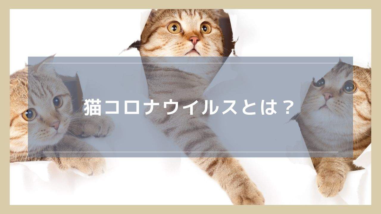 猫コロナウイルスとは？症状や治療法は？感染経路やFIPとの関係も解説