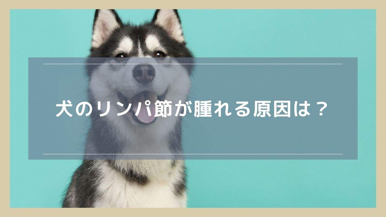 犬のリンパ節が腫れる原因は？チェックすべき位置も解説