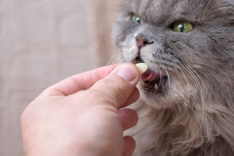 猫に対するモルヌピラビルの適切な投与方法・投与量