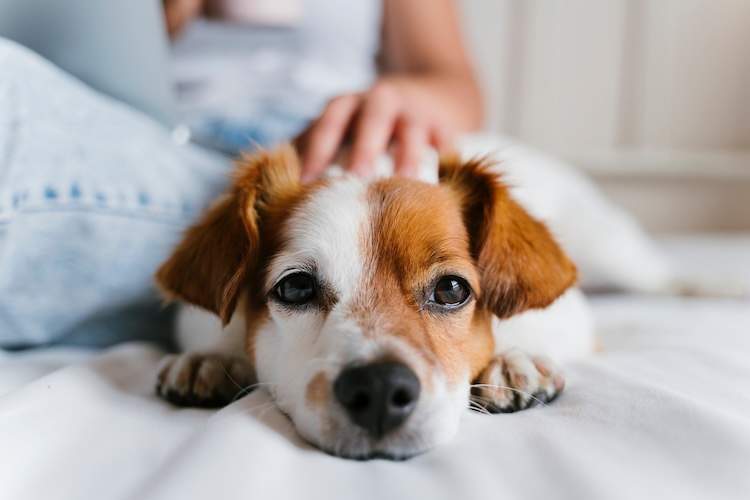 犬の消化器型リンパ腫で現れる症状