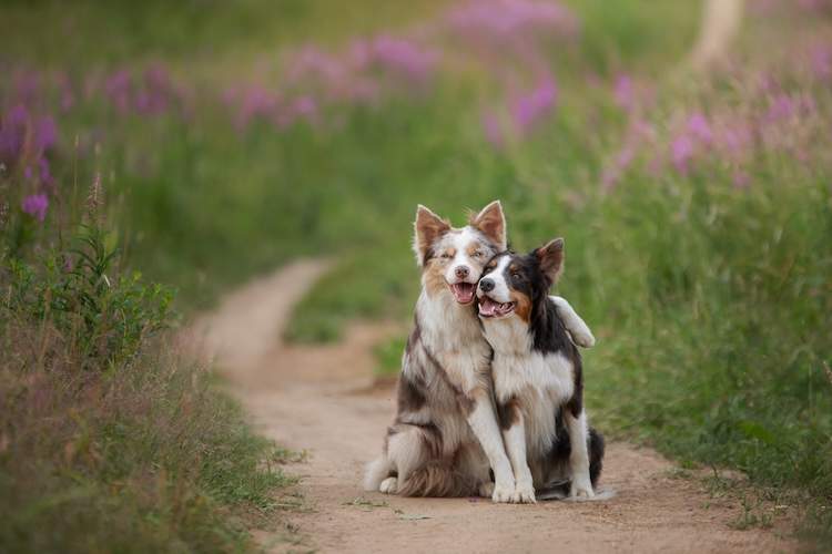 犬の消化器型リンパ腫を未然に防ぐには