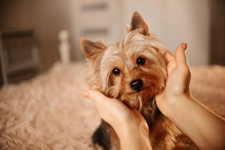 犬のリンパ節を日頃からチェックする重要性