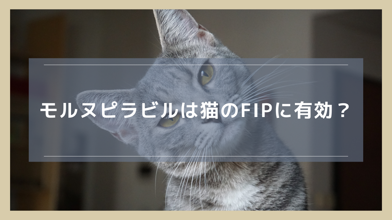 モルヌピラビルは猫のFIPに有効？費用や適切な投与方法についても解説