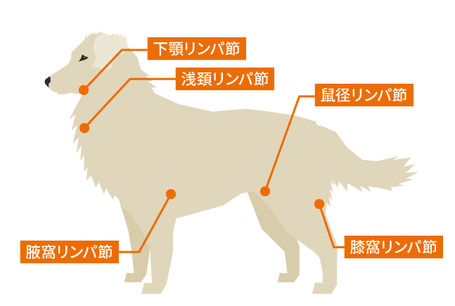 犬のリンパ節の位置