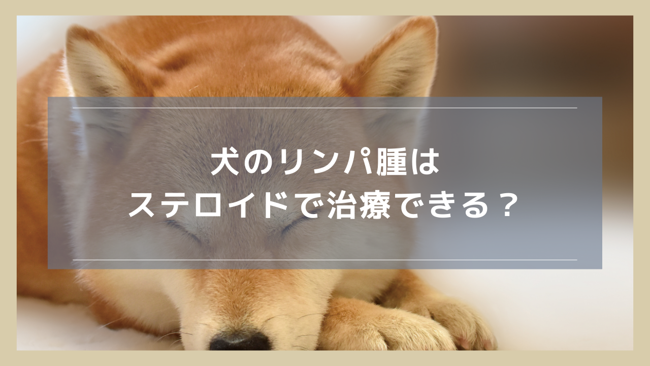 犬のリンパ腫はステロイドで治療できる？