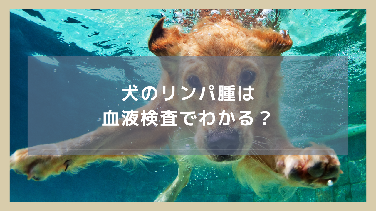 犬のリンパ腫は健康診断の血液検査でわかる？