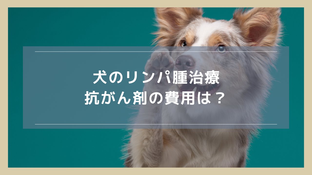 犬のリンパ腫治療に使う抗がん剤の費用は？