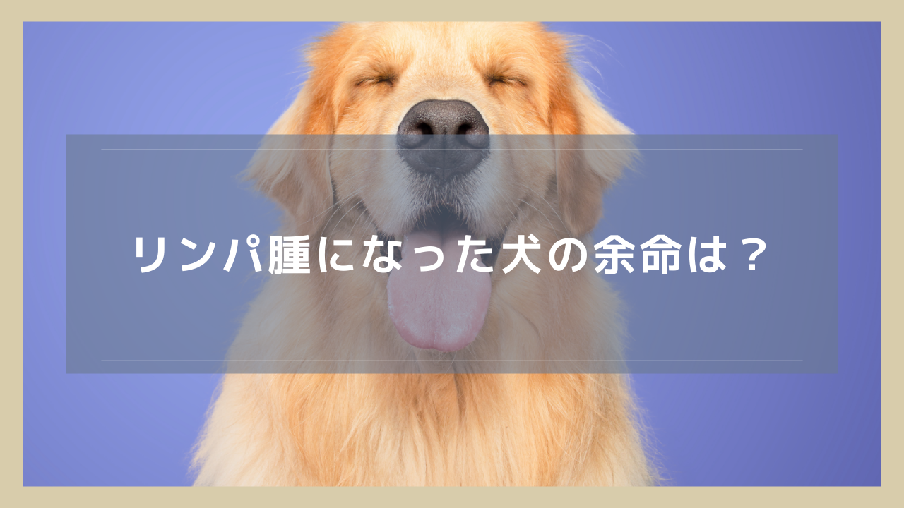 リンパ腫になった犬の余命は？治療しない場合・した場合でそれぞれ解説