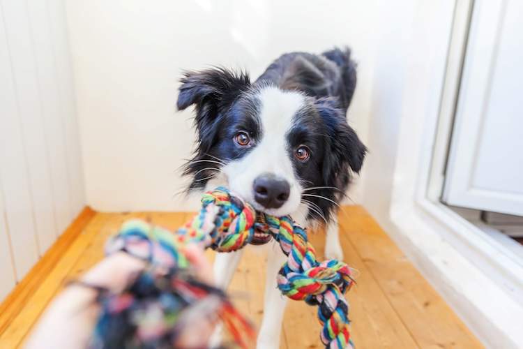 リンパ腫になった犬の余命を伸ばすには